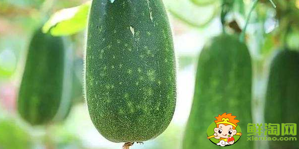 冬瓜什么季节吃,冬瓜什么时候采摘最好