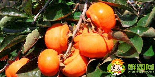 柿子的产地有哪些地方,柿子产地主要在哪个省
