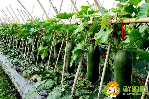 冬瓜结果到成熟要多少天,没有成熟的嫩冬瓜能不能吃