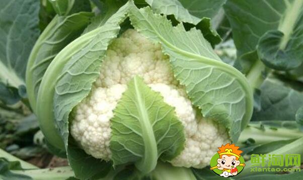 花椰菜就是北方的菜花吗,花椰菜什么品种好