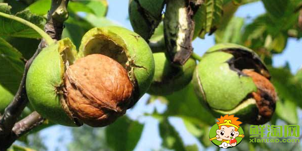 经常吃核桃会发胖吗,核桃为什么老掉