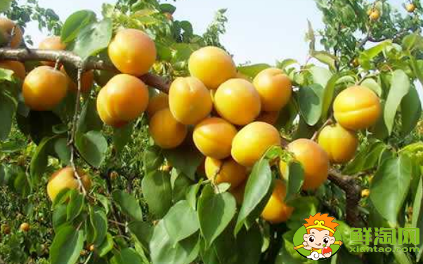 杏子怎么保存时间长，杏子可以速冻保鲜吗