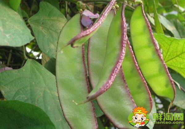 扁豆什么时候成熟，小扁豆和扁豆一样吗