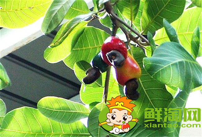 腰果是哪个国家的特产,腰果产量最大的国家