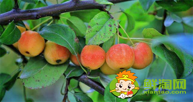 北美海棠果实可以食用吗,北美海棠的果实有多大