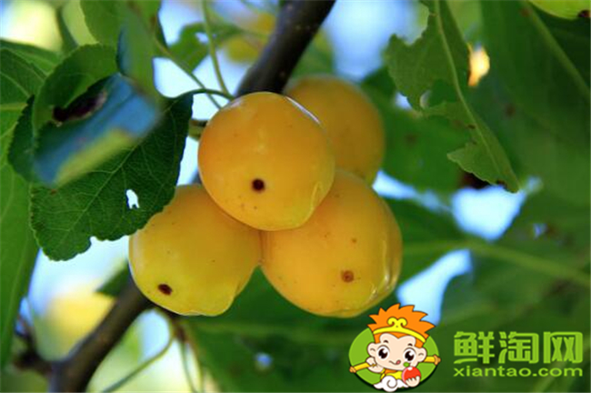 贴梗海棠果实可以吃吗,贴梗海棠果实如何食用