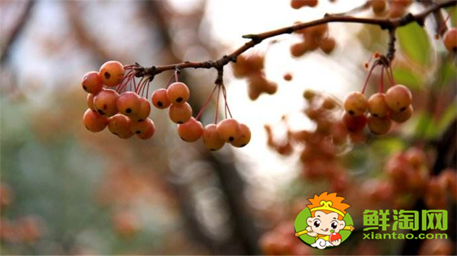 垂丝海棠果实什么时候成熟,垂丝海棠果实功效