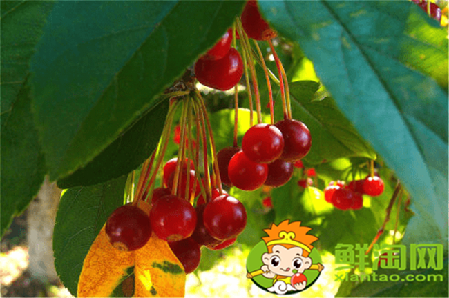 垂丝海棠果实是核果吗,垂丝海棠果实类型