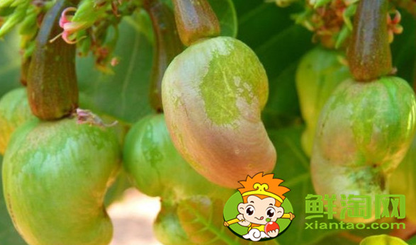 紫腰果和白腰果的区别,腰果白色的好还是花色品种好