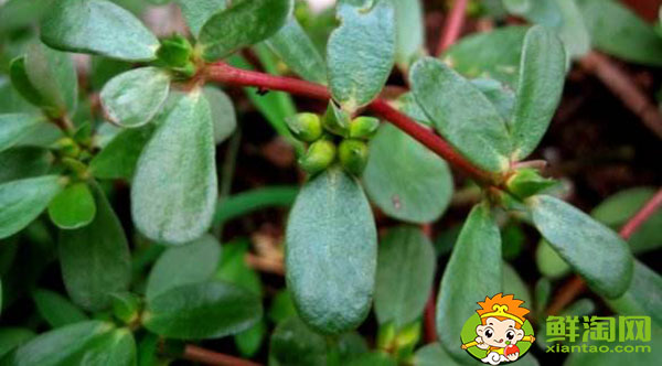 马齿觅和马齿苋一样吗,马齿苋红色好还是绿色好
