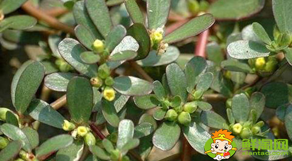 马齿觅和马齿苋一样吗,马齿苋红色好还是绿色好