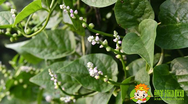 木耳菜的根茎能吃吗,开花的木耳菜吃起来怎么是酸的