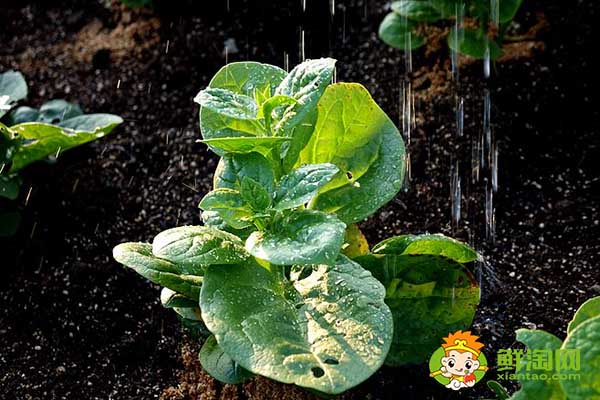 木耳菜如何过冬,木耳菜第二年还能长吗