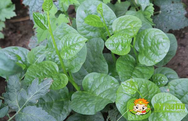 木耳菜如何过冬,木耳菜第二年还能长吗