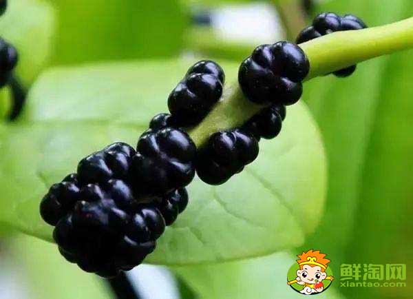 大叶木耳菜如何催芽,木耳菜种子催芽方法五种方法