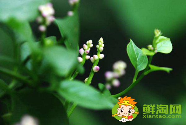 木耳菜开花了还能吃吗,木耳菜开花了还会长叶子吗