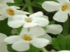 马齿苋和地锦草的区别,假马齿苋别名叫什么