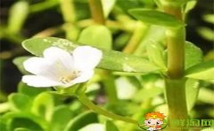 马齿苋为什么叫长寿菜,黑色长寿菜就是马齿苋吗