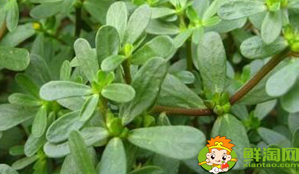 马齿苋为什么叫长寿菜,黑色长寿菜就是马齿苋吗