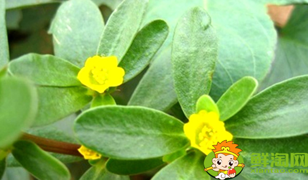 马齿苋为什么叫长寿菜,黑色长寿菜就是马齿苋吗