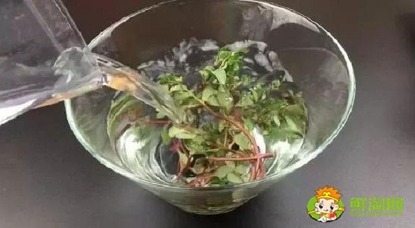 马齿苋泡水喝用湿的还是干的,一般马齿苋泡水喝多长时间为好