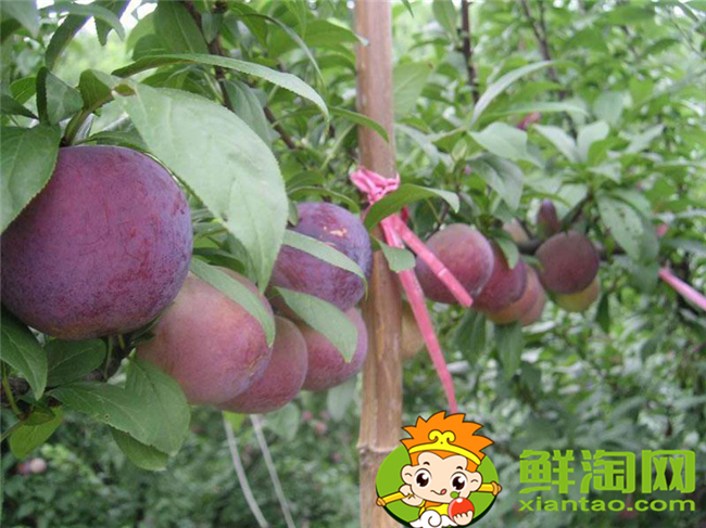 红布林怎么选,红布林怎么保存