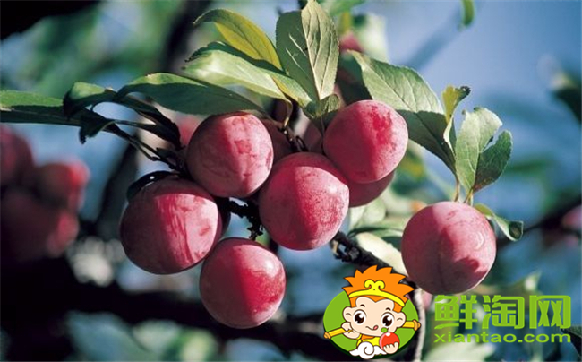 红布林怎么选,红布林怎么保存