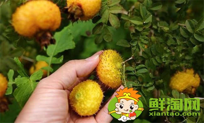 刺梨怎么泡酒,刺梨泡酒比例