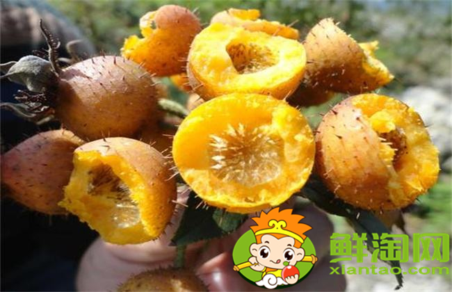 刺梨怎么泡酒,刺梨泡酒比例