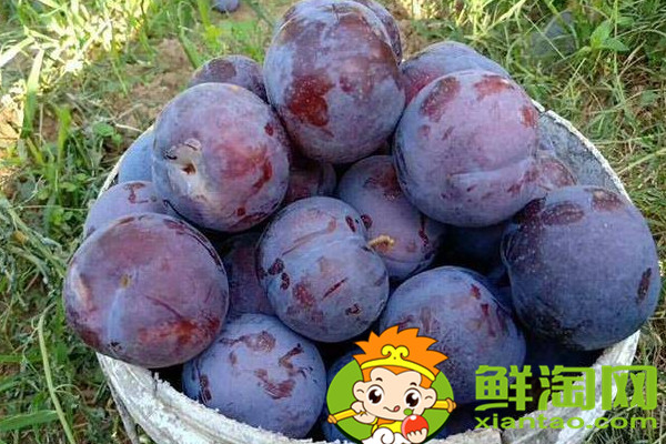 陕西黑布李味道如何,陕西黑布林和四川黑布林的区别