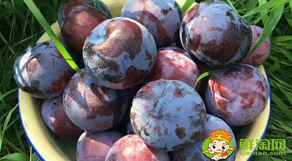 黑布林上火还是降火,黑布林吃多了会怎样