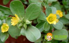 马齿苋开什么颜色的花,马齿苋图片大全