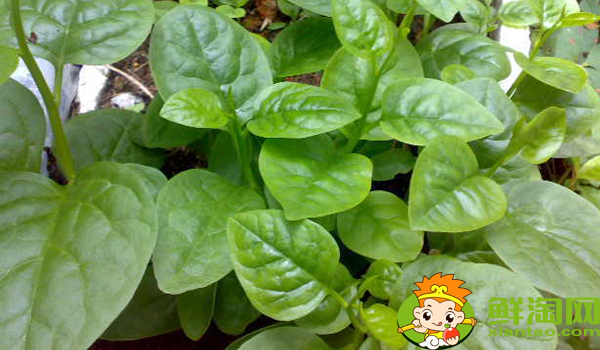 木耳菜只吃叶片不吃杆吗,木耳菜可生吃吗