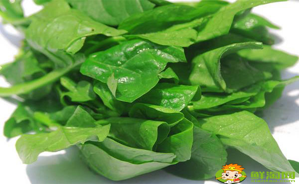 木耳菜的梗能吃吗,木耳菜的根多长