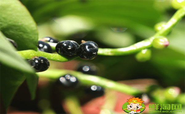 木耳菜的梗能吃吗,木耳菜的根多长