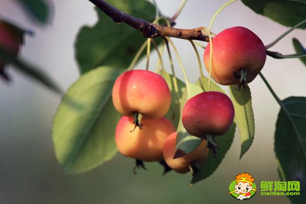 海棠果有毒吗,花红果和海棠果的区别