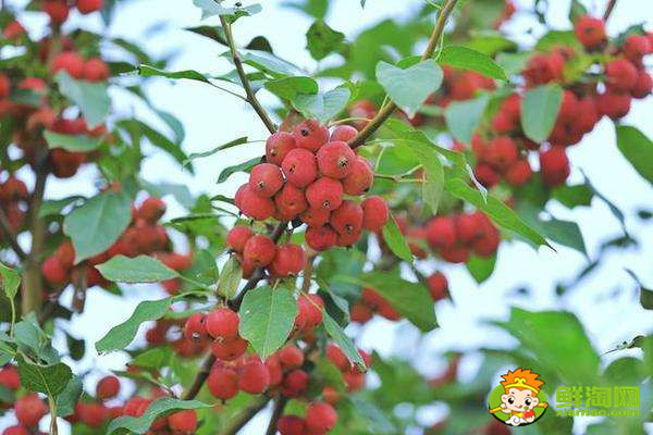 海棠果有毒吗,花红果和海棠果的区别