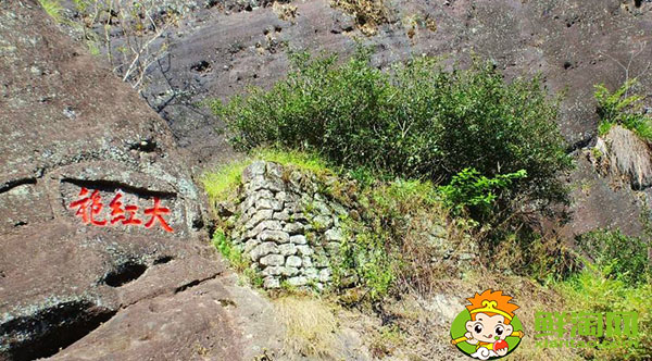 大红袍的树的品种是什么名,武夷山大红袍母树是最古老的茶树吗