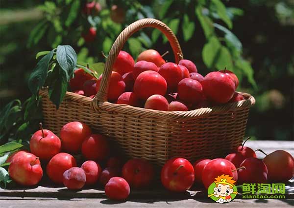 红布林多少一斤,黑布林贵还是红布林贵