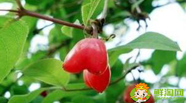 哪里有正宗杈杷果苗,杈杷果几年苗才有果