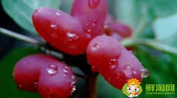 哪里有正宗杈杷果苗,杈杷果几年苗才有果