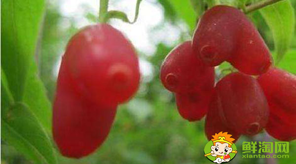 哪里有正宗杈杷果苗,杈杷果几年苗才有果