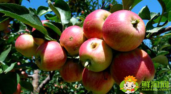 123小苹果是沙果吗,沙果和小苹果的区别