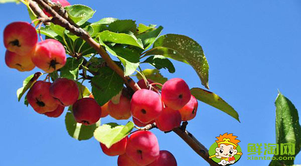 沙果怎样放熟的快一点,沙果冬天怎么储藏