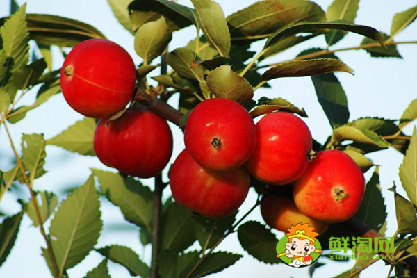 沙果产地主要在哪个省,最大的沙果产地
