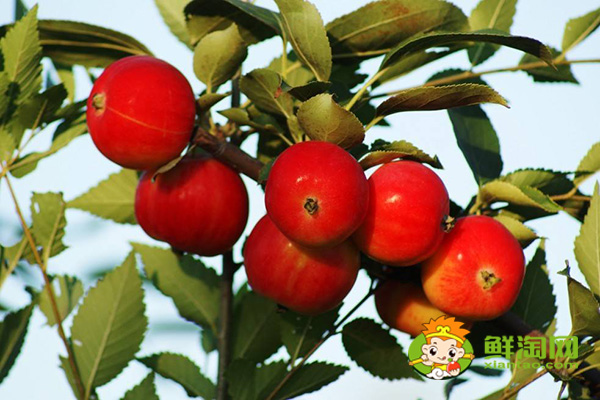 海棠果没熟青果怎样吃,沙果哪个地方的好吃