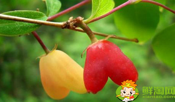 杈杷果适合生长温度,叉八果与杈杷果的区别