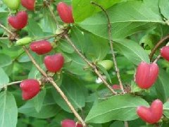 杈杷果适合生长温度,叉八果与杈杷果的区别