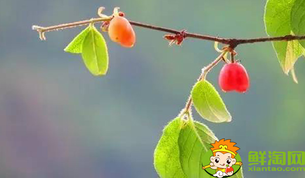 杈杷果适合生长温度,叉八果与杈杷果的区别