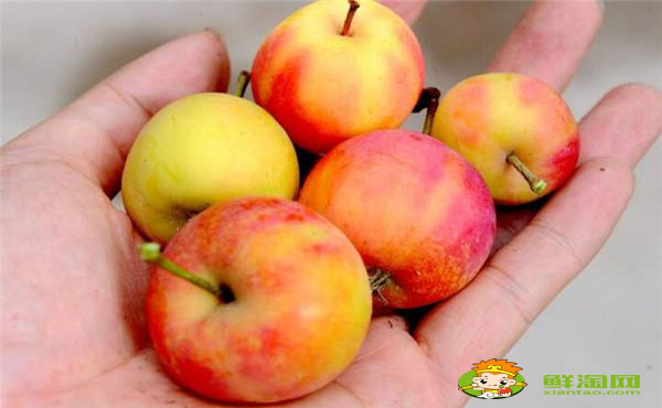 k9是什么水果,海棠果和花红的区别